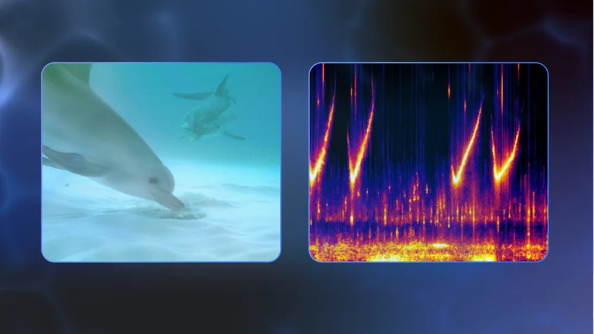 Google’s new AI model could someday let you understand and talk to dolphins